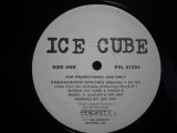 ICE CUBE / ENDANGERED SPECIES (TALES FROM THE DARKSIDE) (REMIX) / DEAD HOMIEZ (US-PROMO)